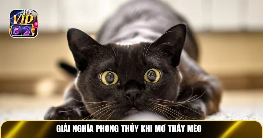 Giải nghĩa phong thủy khi mơ thấy mèo