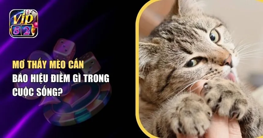 Mơ Thấy Mèo Cắn Báo Hiệu Điềm Gì Trong Cuộc Sống?